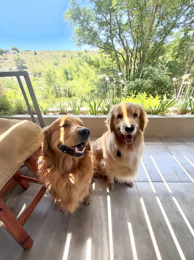 Leia and Ringo, two golden retrievers, sitting side by side on a sunlit patio
